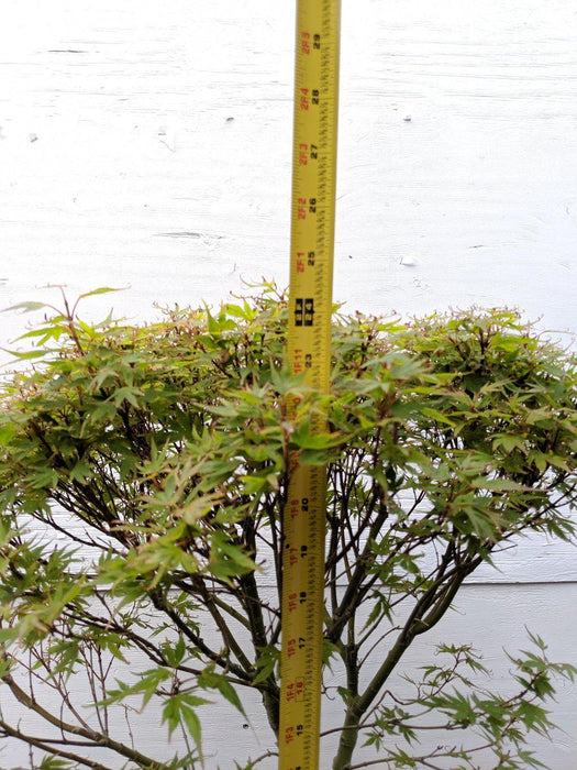 34 Year Old Kiyohime Japanese Maple Specimen Bonsai Tree Height