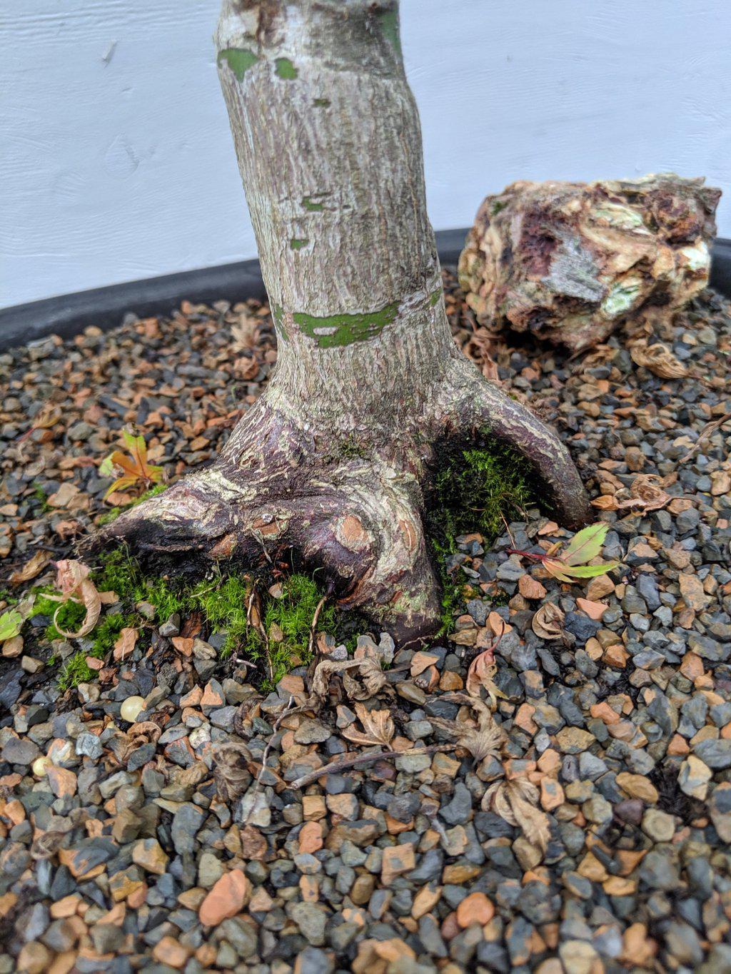 34 Year Old Kiyohime Japanese Maple Specimen Bonsai Tree Exposed Root