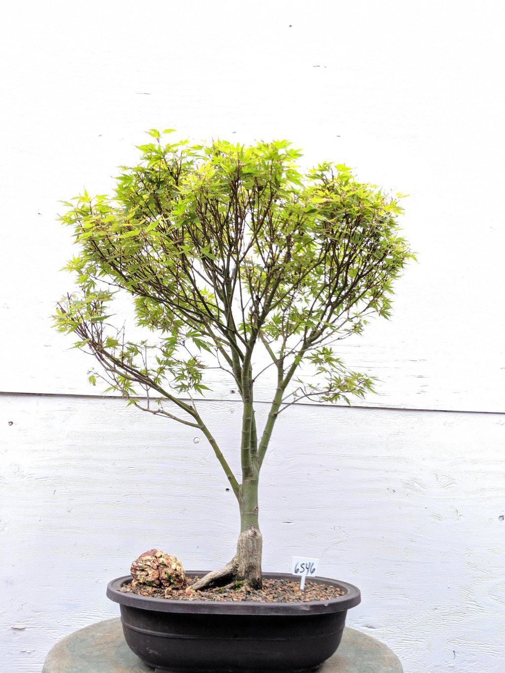 34 Year Old Kiyohime Japanese Maple Specimen Bonsai Tree Profile
