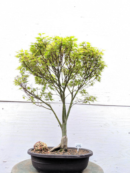 34 Year Old Kiyohime Japanese Maple Specimen Bonsai Tree Profile