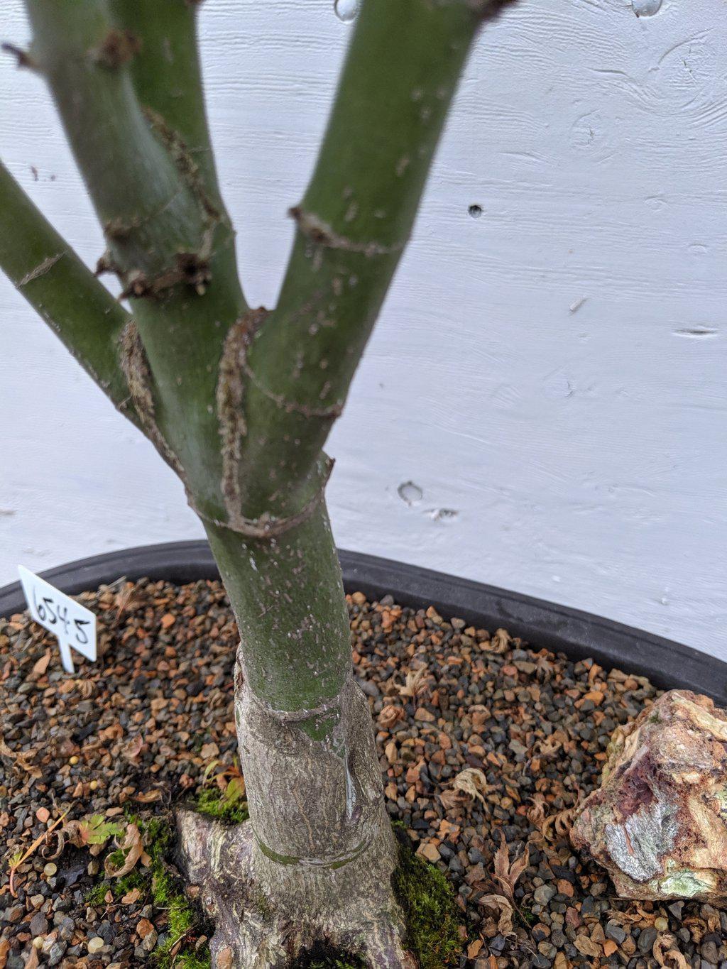 34 Year Old Kiyohime Japanese Maple Specimen Bonsai Tree Trunk
