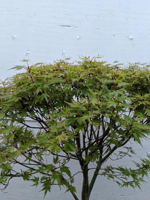 34 Year Old Kiyohime Japanese Maple Specimen Bonsai Tree Foliage