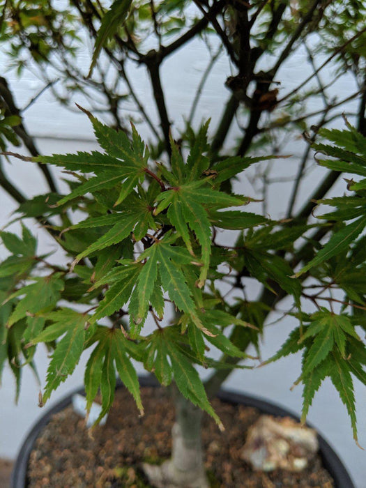 34 Year Old Kiyohime Japanese Maple Specimen Bonsai Tree Leaf