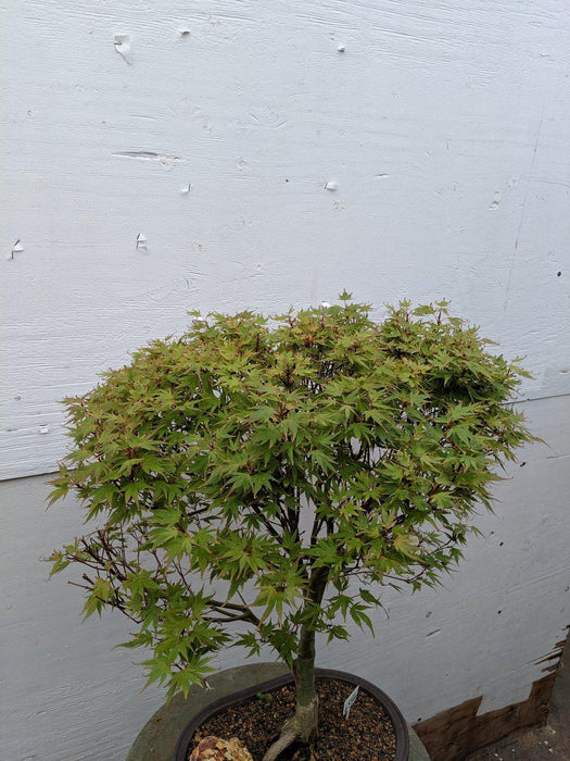 34 Year Old Kiyohime Japanese Maple Specimen Bonsai Tree Canopy