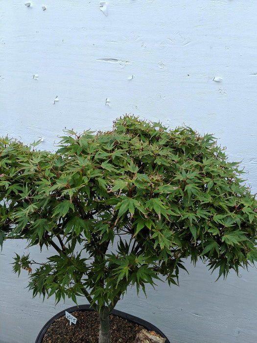 34 Year Old Kiyohime Japanese Maple Specimen Bonsai Tree Canopy