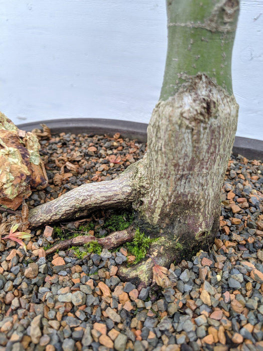 34 Year Old Kiyohime Japanese Maple Specimen Bonsai Tree Exposed Root
