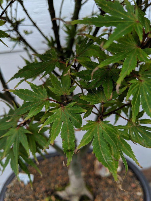 34 Year Old Kiyohime Japanese Maple Specimen Bonsai Tree Leaves