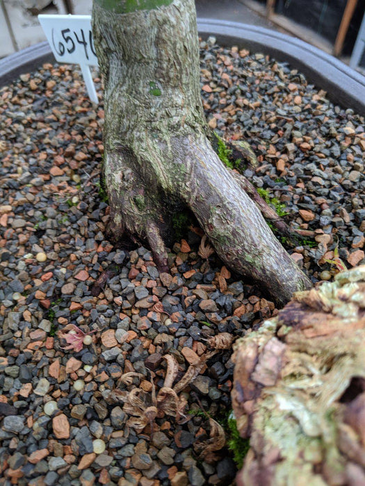 34 Year Old Kiyohime Japanese Maple Specimen Bonsai Tree Root
