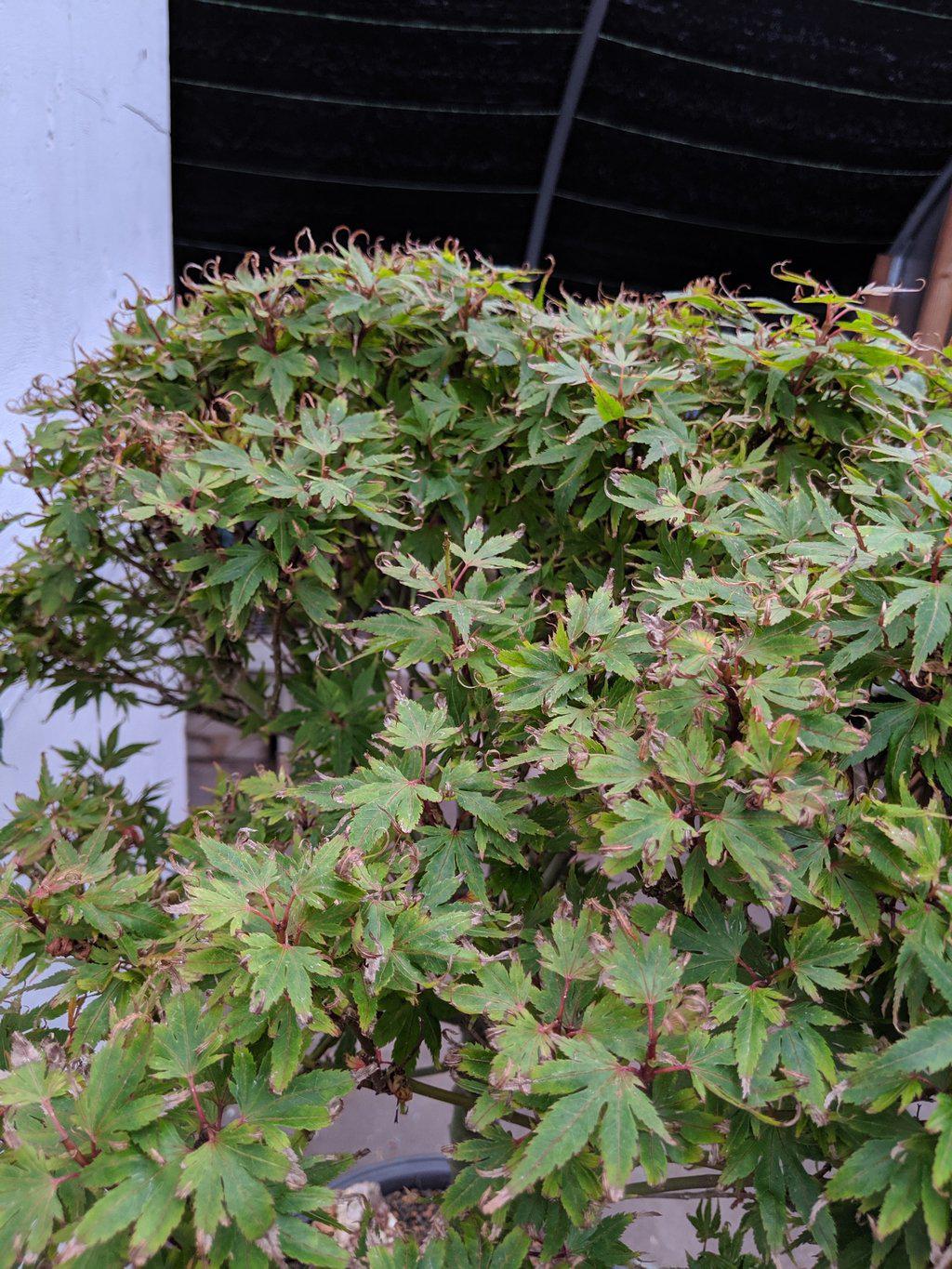 34 Year Old Kiyohime Japanese Maple Specimen Bonsai Tree Foliage