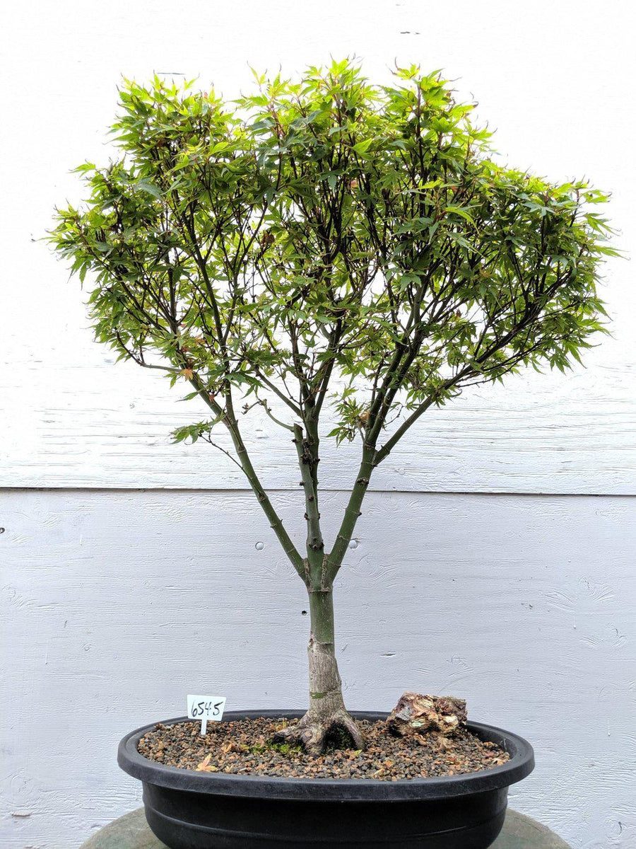 kappa mikey bonsai tree 34 Year Old Kiyohime Japanese Maple Specimen Bonsai Tree