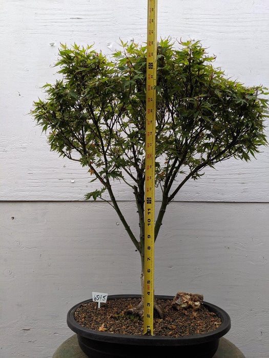 34 Year Old Kiyohime Japanese Maple Specimen Bonsai Tree Size