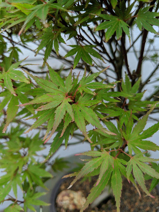 34 Year Old Kiyohime Japanese Maple Specimen Bonsai Tree Leaves