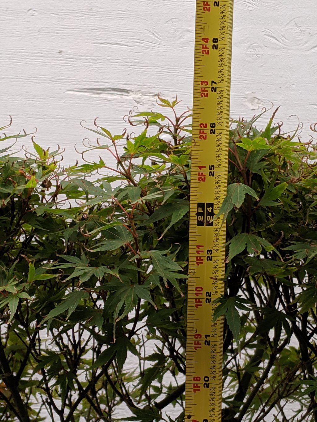 34 Year Old Kiyohime Japanese Maple Specimen Bonsai Tree Height