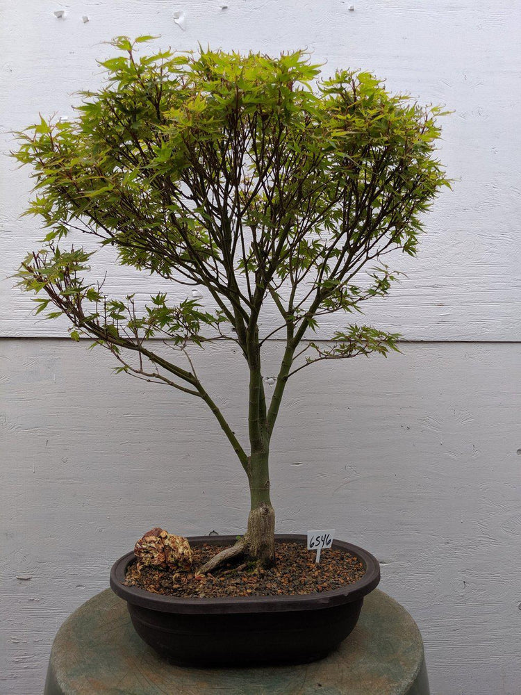 34 Year Old Kiyohime Japanese Maple Specimen Bonsai Tree