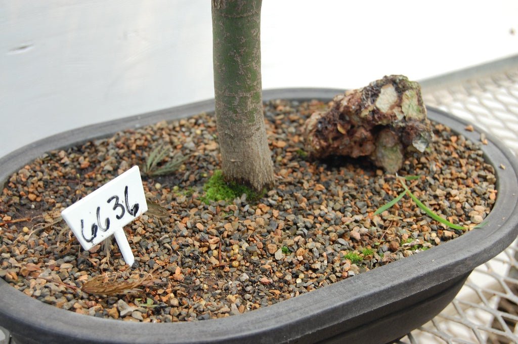 Red Feather Japanese Maple Specimen Tree Pot