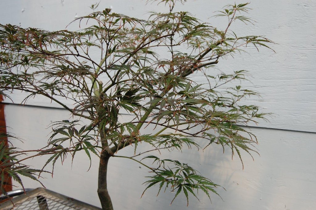 Red Feather Japanese Maple Specimen Tree Leaves