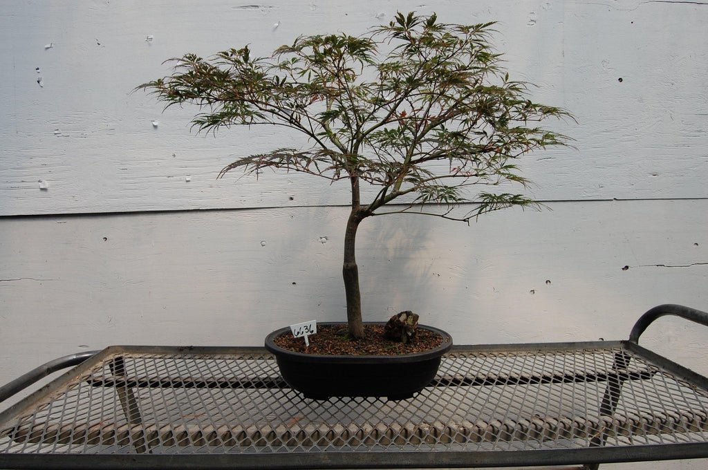 34 Year Old Red Feather Japanese Maple Specimen Tree