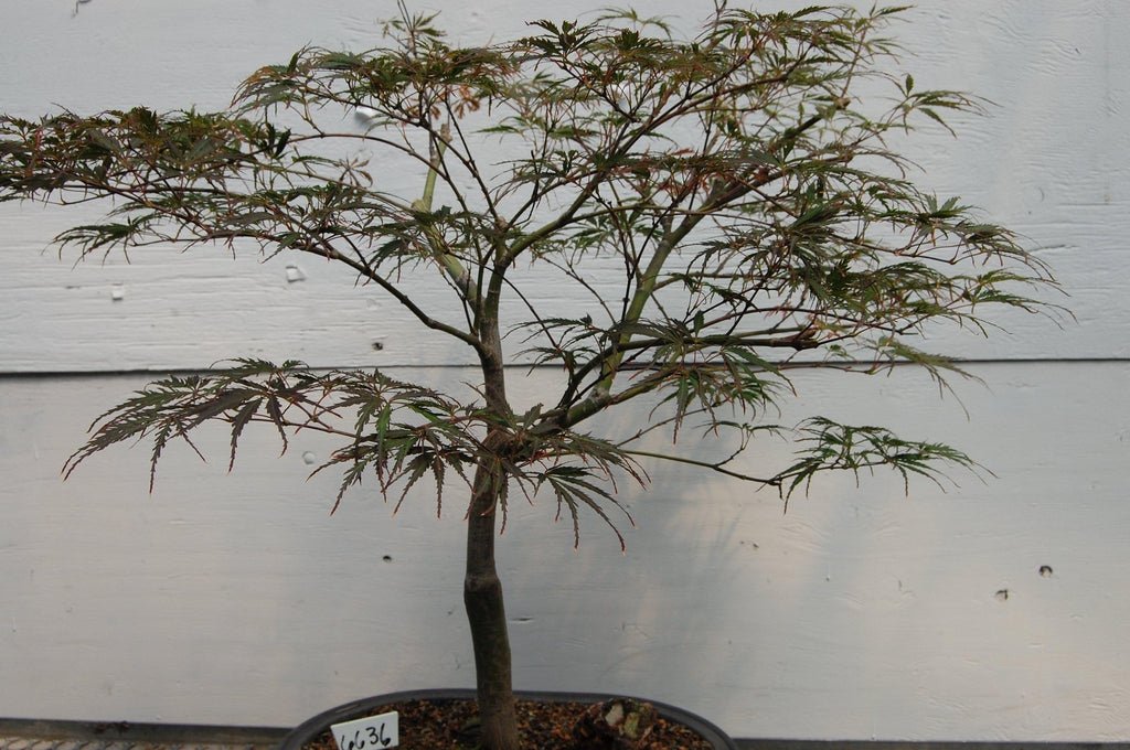 Red Feather Japanese Maple One-Of-A-Kind Tree
