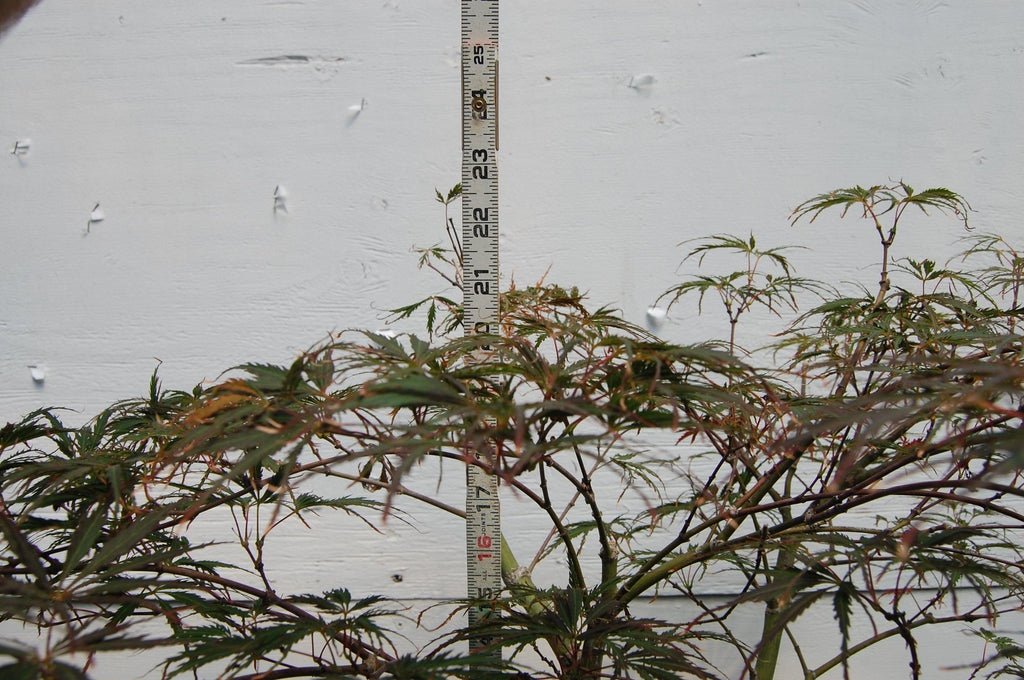 Red Feather Japanese Maple Specimen Tree Size
