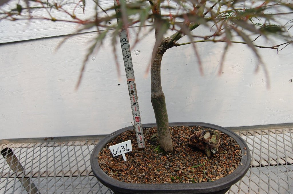 Red Feather Japanese Maple One-Of-A-Kind Tree Size