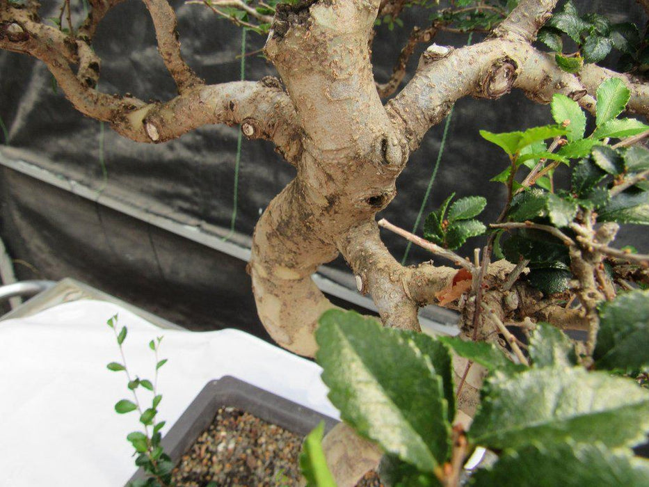 36 Year Old Chinese Elm Specimen Bonsai Tree Bark