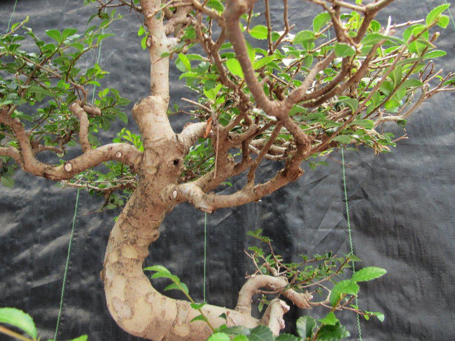 36 Year Old Chinese Elm Specimen Bonsai Tree Up