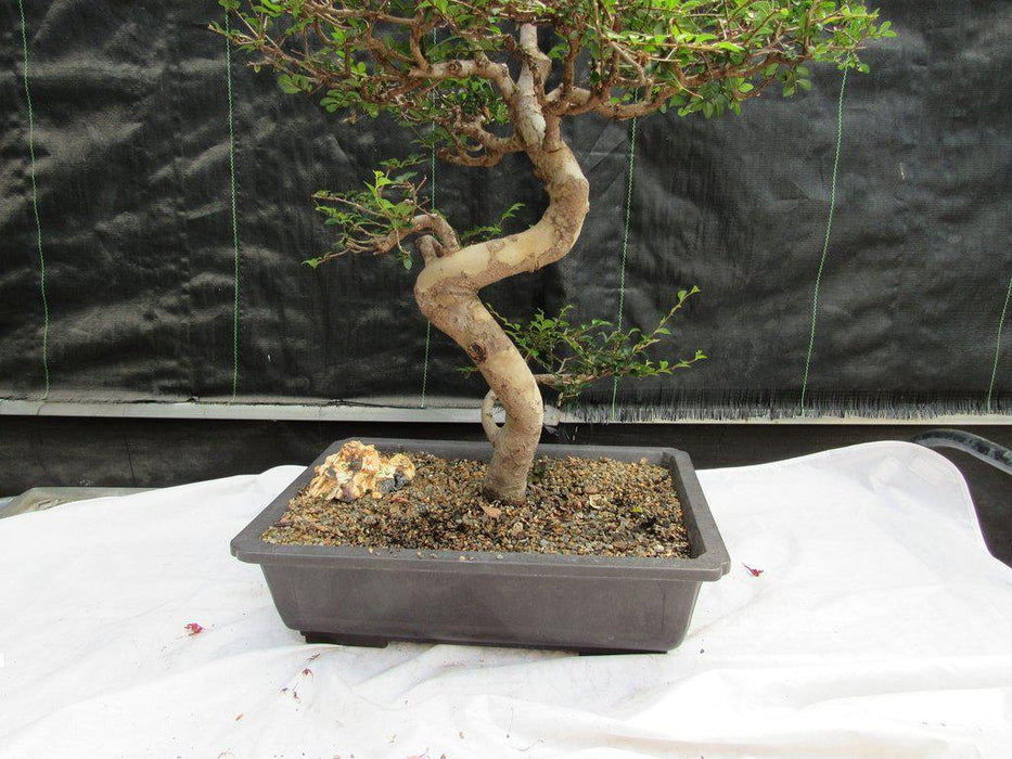 36 Year Old Chinese Elm Specimen Bonsai Tree Front