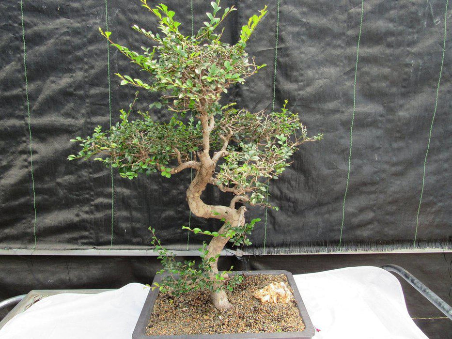 36 Year Old Chinese Elm Specimen Bonsai Tree Alt
