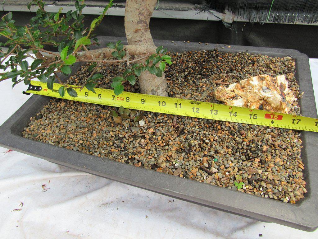 36 Year Old Chinese Elm Specimen Bonsai Tree Width