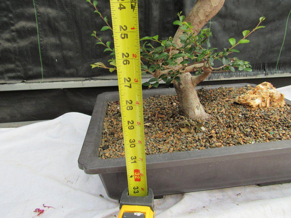 36 Year Old Chinese Elm Specimen Bonsai Tree Height