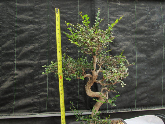 bonsai tree with long thin leaves 36 Year Old Chinese Elm Specimen Bonsai Tree
