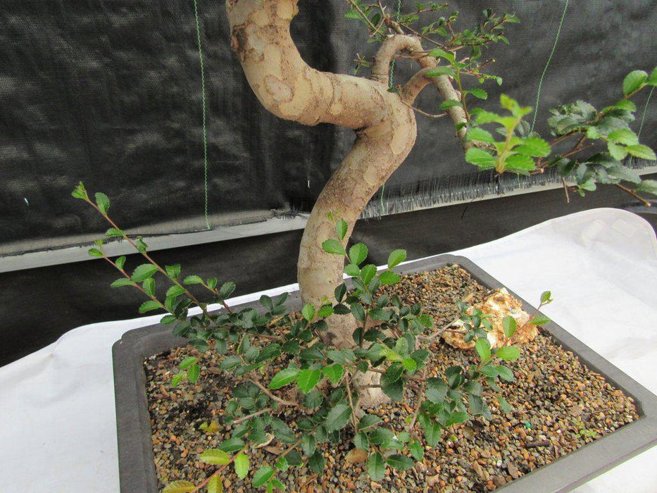 36 Year Old Chinese Elm Specimen Bonsai Tree Curved Trunk