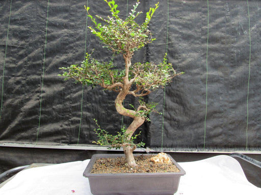36 Year Old Chinese Elm Specimen Bonsai Tree - Curved Trunk Style
