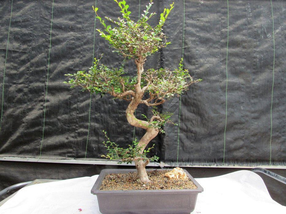 36 Year Old Chinese Elm Specimen Bonsai Tree - Curved Trunk Style