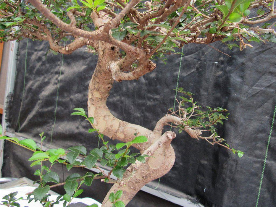 36 Year Old Chinese Elm Specimen Bonsai Tree Mid