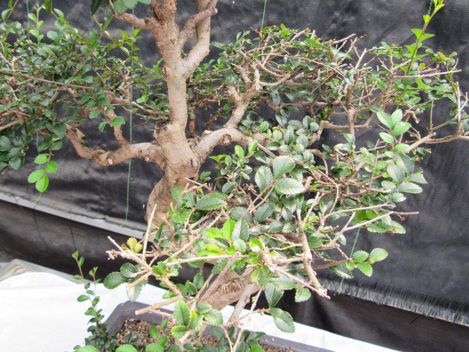 36 Year Old Chinese Elm Specimen Bonsai Tree Foliage