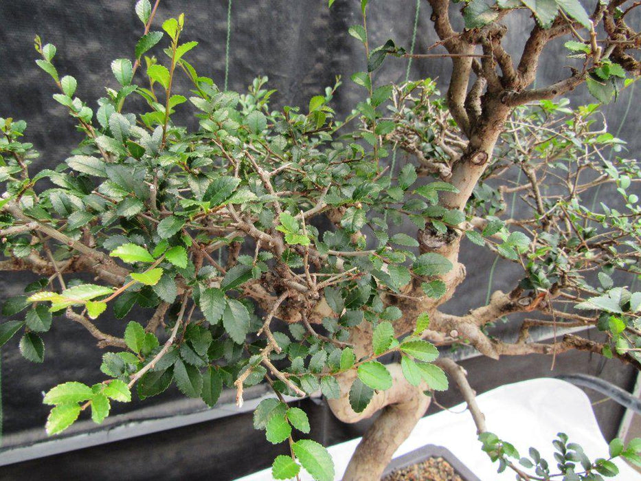 36 Year Old Chinese Elm Specimen Bonsai Tree Leaves