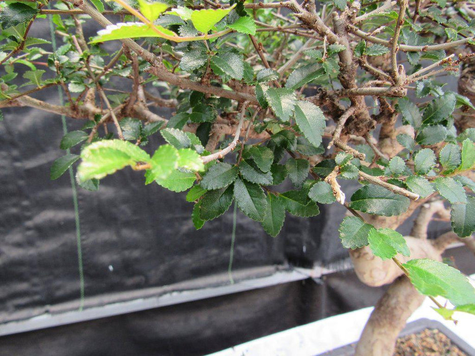 36 Year Old Chinese Elm Specimen Bonsai Tree Small Leaves