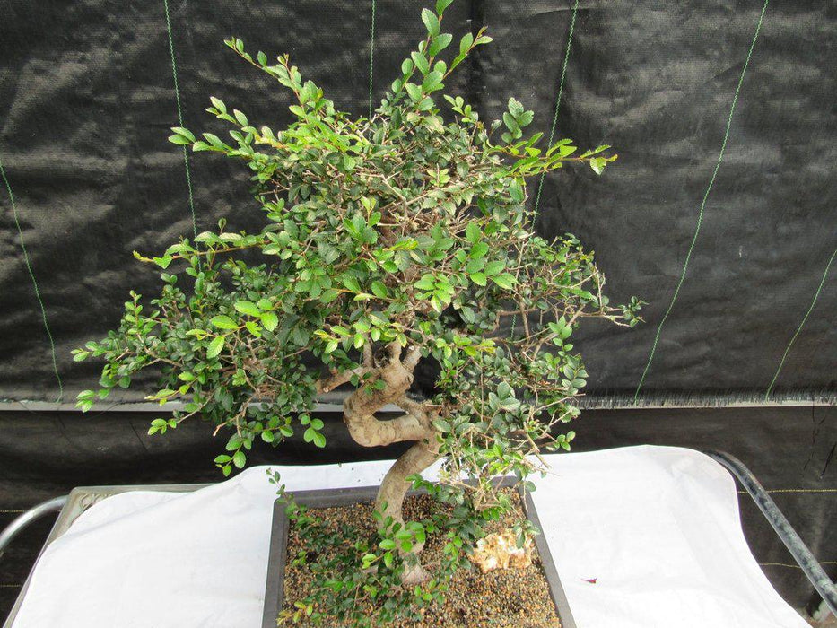 36 Year Old Chinese Elm Specimen Bonsai Tree Canopy