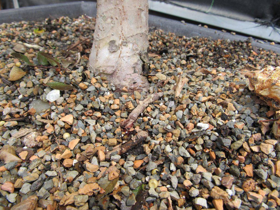 36 Year Old Chinese Elm Specimen Bonsai Tree Trunk