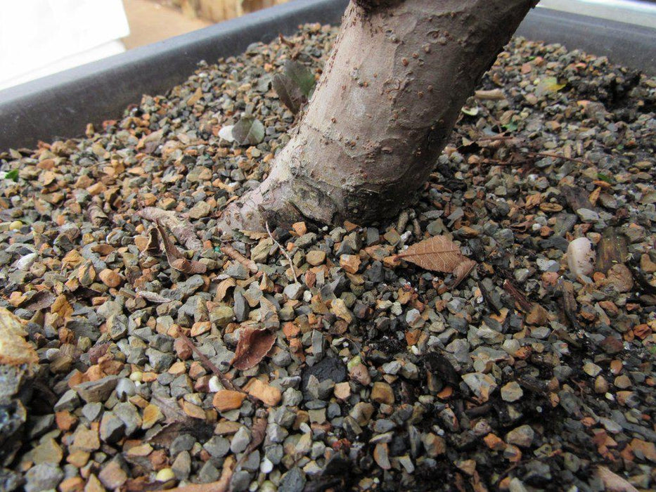 36 Year Old Chinese Elm Specimen Bonsai Tree Soil