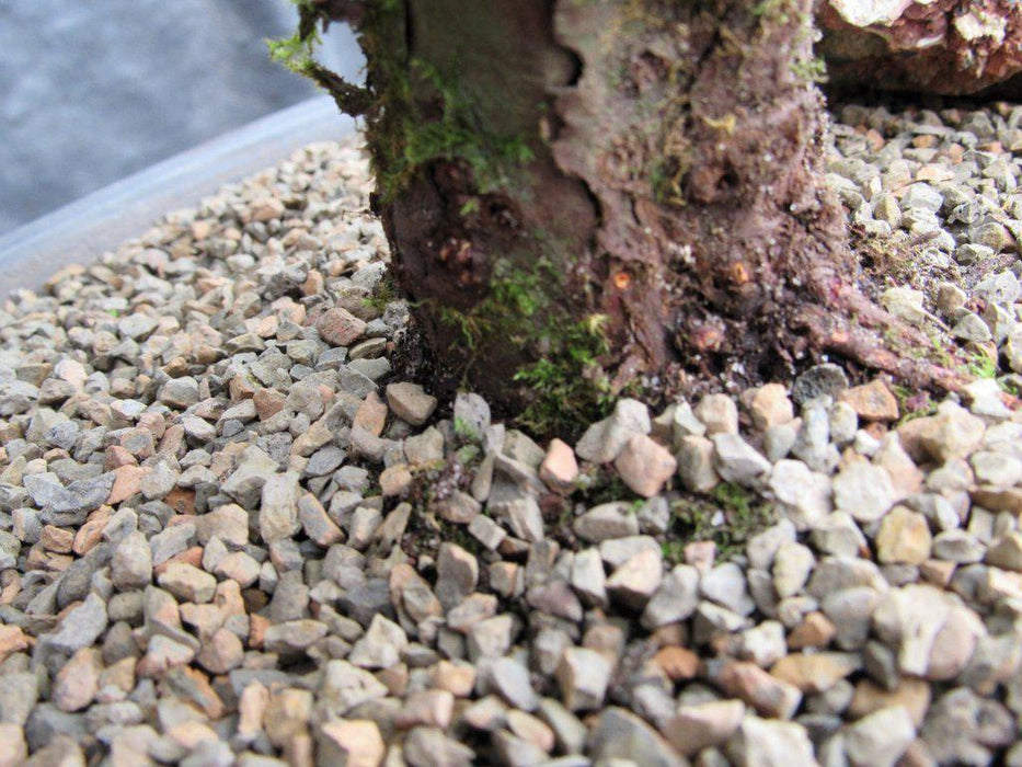 36 Year Old Chinese Juniper Specimen Bonsai Tree Trunk Base