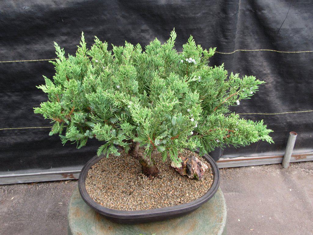 36 Year Old Chinese Juniper Specimen Bonsai Tree Top