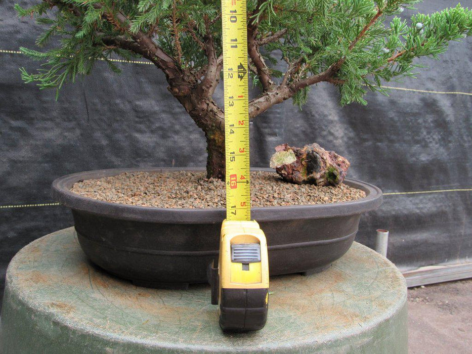 36 Year Old Chinese Juniper Specimen Bonsai Tree Size