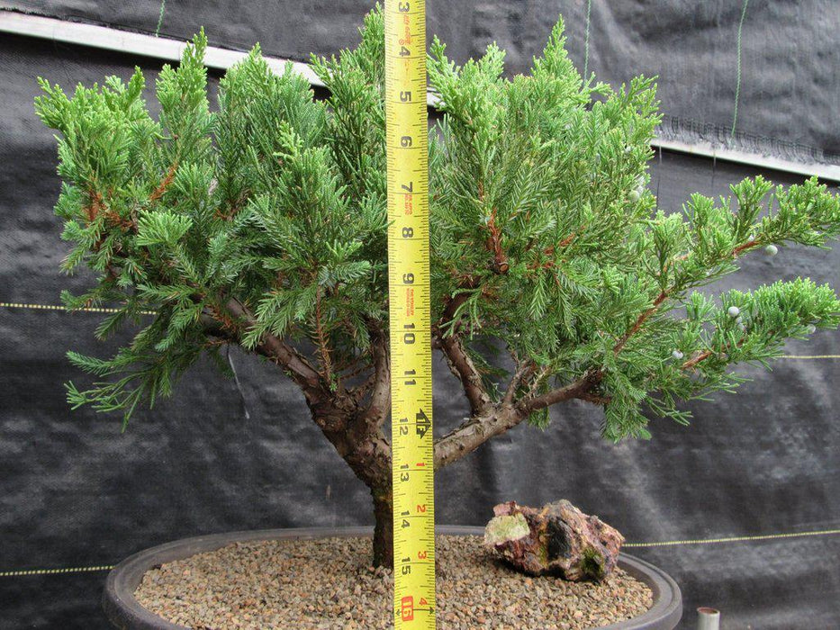 36 Year Old Chinese Juniper Specimen Bonsai Tree Height