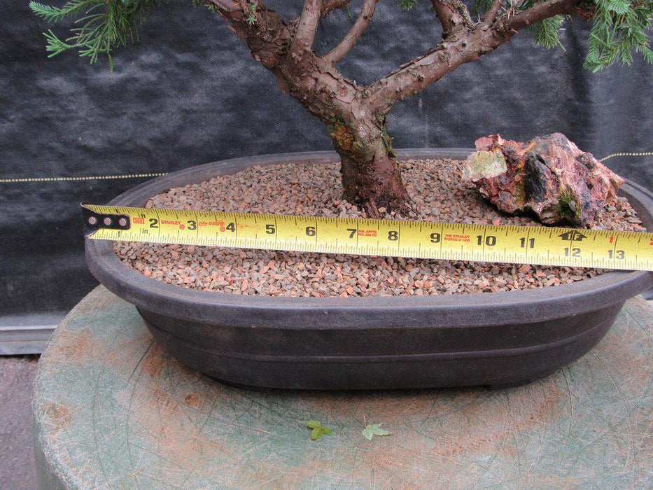 36 Year Old Chinese Juniper Specimen Bonsai Tree Width