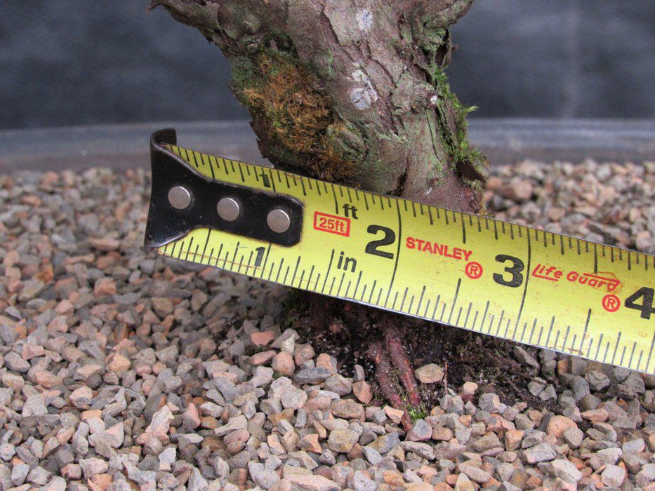 36 Year Old Chinese Juniper Specimen Bonsai Tree Trunk Width