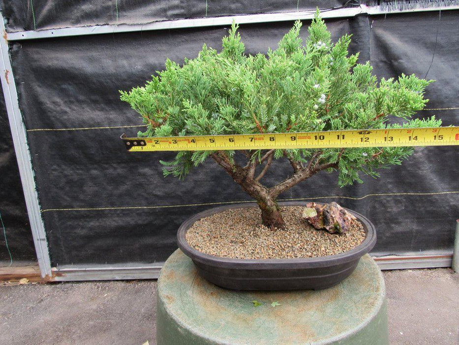 36 Year Old Chinese Juniper Specimen Bonsai Tree Canopy Size