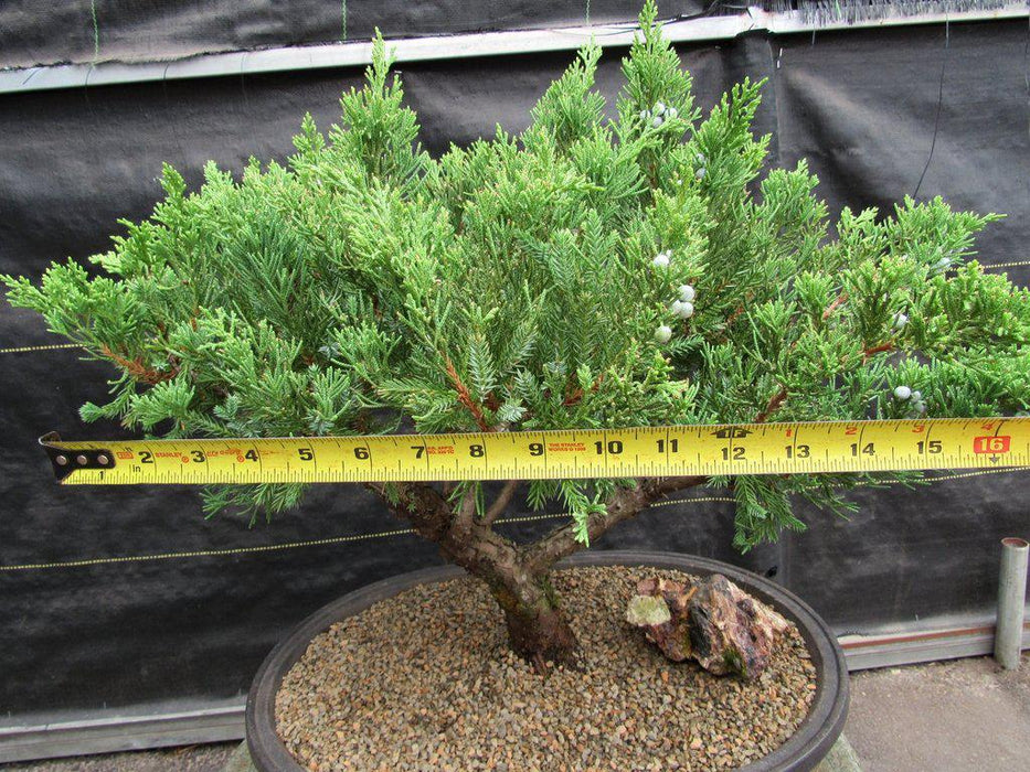 36 Year Old Chinese Juniper Specimen Bonsai Tree Canopy Width