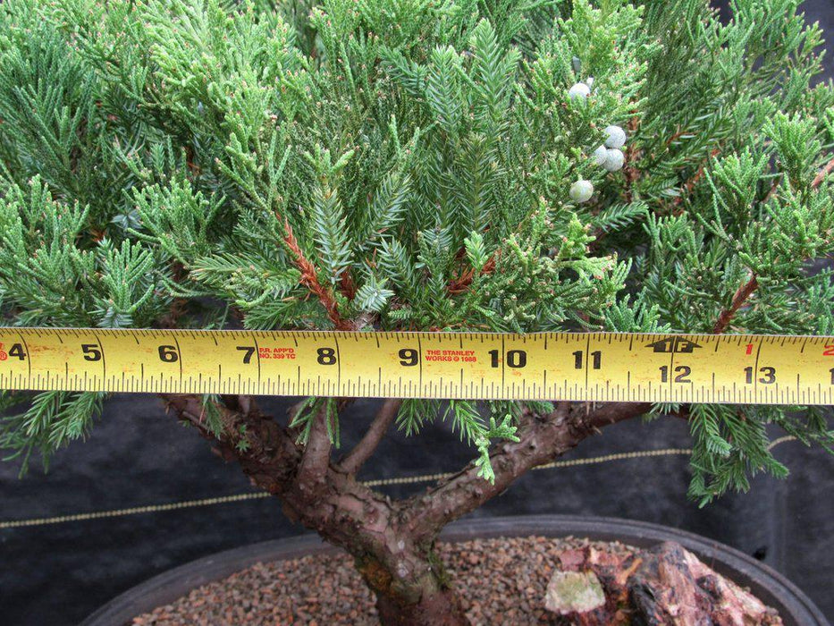 36 Year Old Chinese Juniper Specimen Bonsai Tree Branch Size